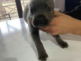 A Kalite Cane Corso Blue Ve Blue Tan