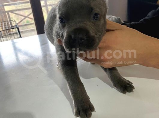 A Kalite Cane Corso Blue Ve Blue Tan görsel
