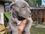 A Kalite Cane Corso Blue Ve Blue Tan
