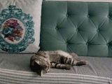 British Shorthair Tabby Yakışıklısı Oğluma Eş Arıyorum
