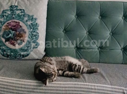 British Shorthair Tabby Yakışıklısı Oğluma Eş Arıyorum