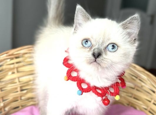 Uyguna Boncuk Gözlü Bluepoint Dişi Dünya Güzeli Bebemiz görsel