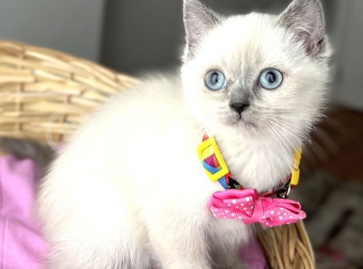 Uyguna Boncuk Gözlü Bluepoint Dişi Dünya Güzeli Bebemiz
