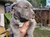 A kalite Cane Corso Blue Ve Blue Tan