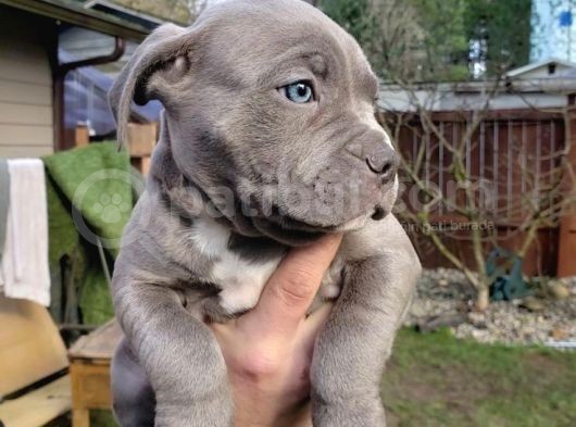 A Kalite Cane Corso Blue Ve Blue Tan