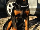 DOBERMAN YAVRU KING  6aylık