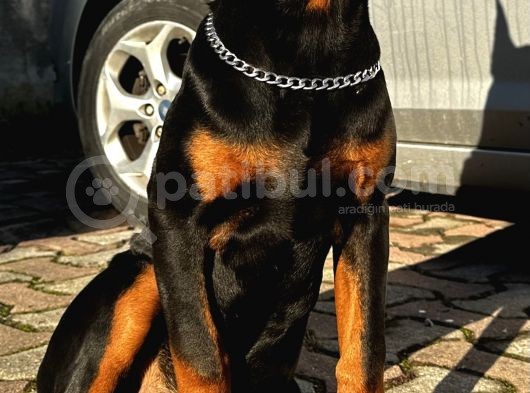 Doberman Yavru King  6Aylık