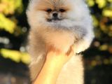 Show Class Pomeranian Bebebekler