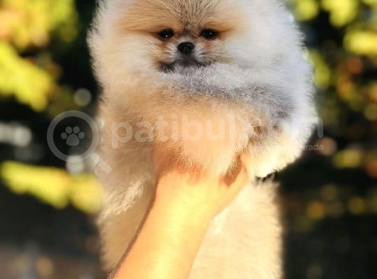 Show Class Pomeranian Bebebekler görsel