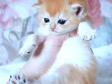 British shorthair golden bebekler