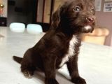 Labradoodle Mi̇ni̇kler