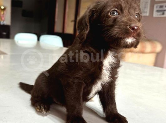 Labradoodle Mi̇ni̇kler görsel