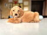 Labradoodle Mi̇ni̇kler