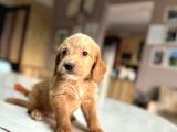 LABRADOODLE MİNİKLER