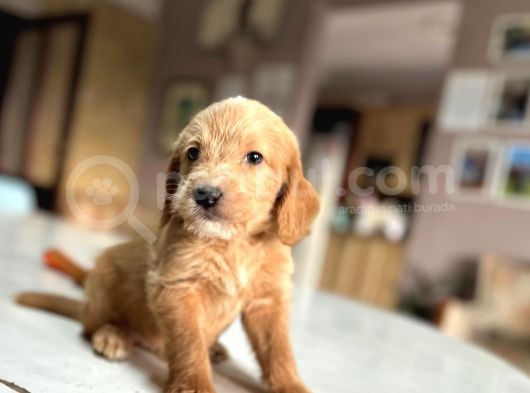 Labradoodle Mi̇ni̇kler
