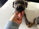 A Kalite Cane Corso Blue Ve Blue Tan