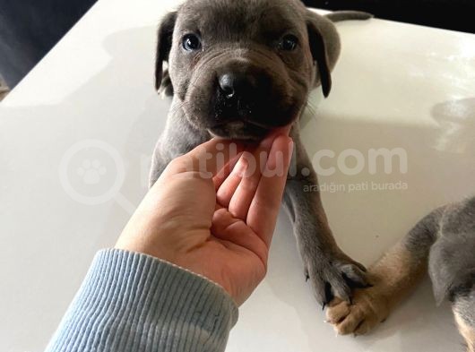 A Kalite Cane Corso Blue Ve Blue Tan görsel