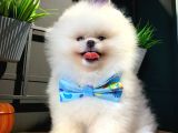 Show class pomeranian teddy bear bebekler