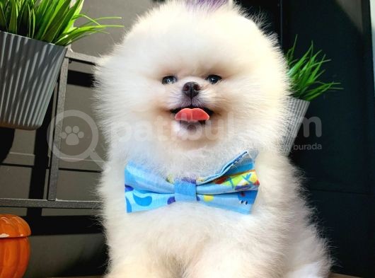 Show Class Pomeranian Teddy Bear Bebekler