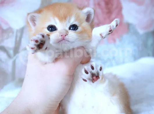 British Shorthair Golden Bebekler görsel