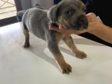 A Kalite Cane Corso Blue Ve Blue Tan