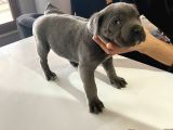 A Kalite Cane Corso Blue Ve Blue Tan