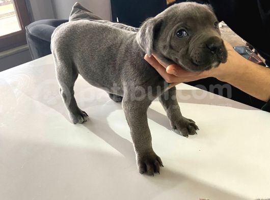 A Kalite Cane Corso Blue Ve Blue Tan görsel
