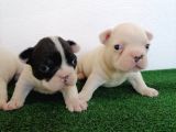 Safkan French Buldog Yavrular