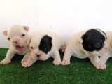 Safkan French Buldog Yavrular