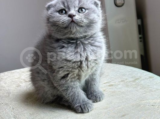 Beyaz Ve Gri Safkan Bri̇ti̇sh Kedi̇leri̇mi̇z Hazirdir görsel