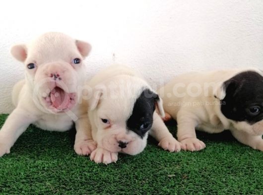 Safkan French Buldog Yavrular