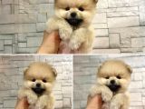 Teddy bear pomeranian Boo yavrular 