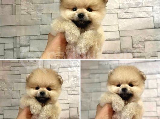Teddy Bear Pomeranian Boo Yavrular 
