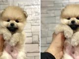Teddy Bear Pomeranian Boo Yavrular 