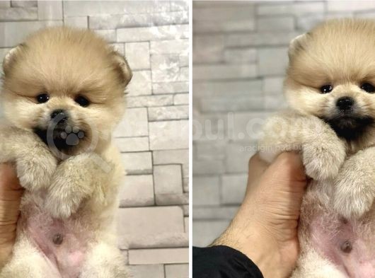 Teddy Bear Pomeranian Boo Yavrular  görsel