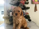Orjinal Poodle Bebeğim Ailesini Bekliyor