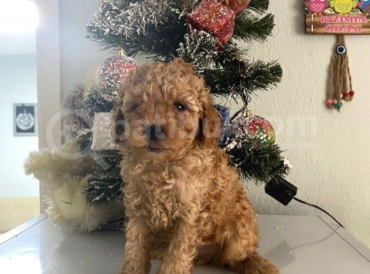 Orjinal Poodle Bebeğim Ailesini Bekliyor görsel