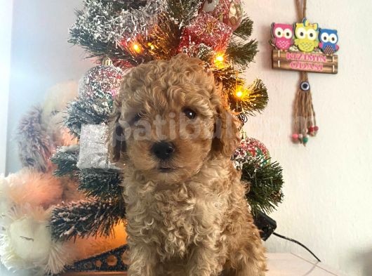 Orjinal Poodle Bebeğim Ailesini Bekliyor görsel
