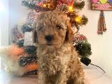 Orjinal Poodle Bebeğim Ailesini Bekliyor