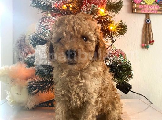 Orjinal Poodle Bebeğim Ailesini Bekliyor görsel