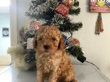 Orjinal Poodle Bebeğim Ailesini Bekliyor