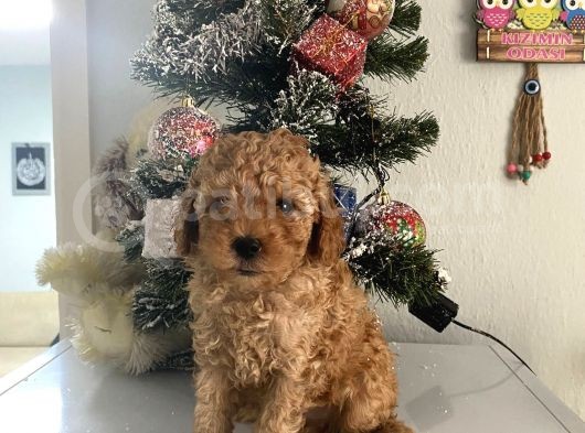 Orjinal Poodle Bebeğim Ailesini Bekliyor