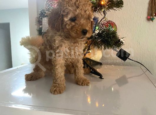 Orjinal Poodle Bebeğim Ailesini Bekliyor görsel