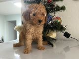 Orjinal Poodle Bebeğim Ailesini Bekliyor