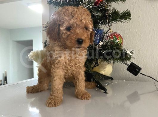 Orjinal Poodle Bebeğim Ailesini Bekliyor görsel