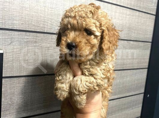 Veteriner Kontrolünde Teslime Açık Safkan Toy Poodle Yavrum görsel