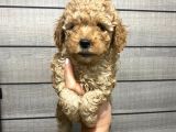Veteriner Kontrolünde Teslime Açık Safkan Toy Poodle Yavrum