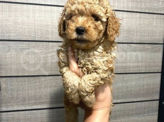 Veteriner Kontrolünde Teslime Açık Safkan Toy Poodle Yavrum görsel