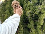 Orjinal Toy Poodle Yavrular