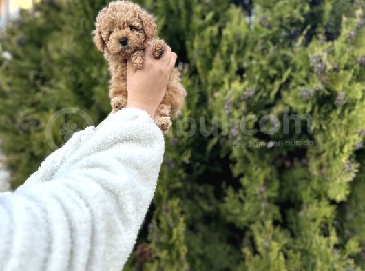 Orjinal Toy Poodle Yavrular